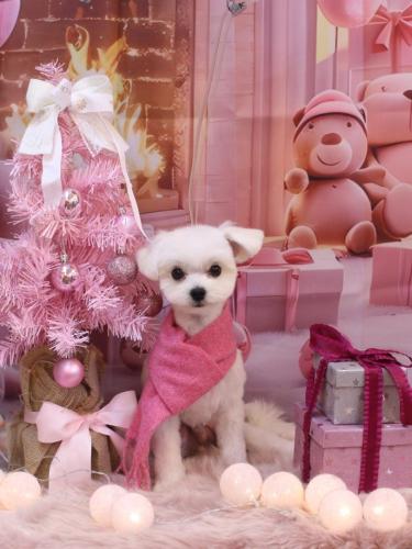 20241218レイちゃん